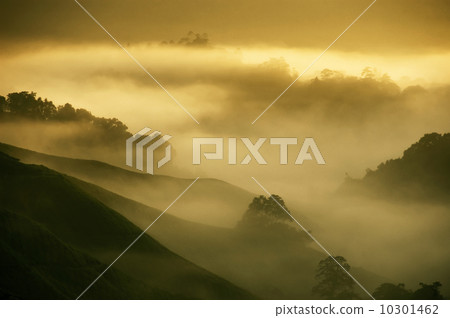 Tea Plantations. 10301462