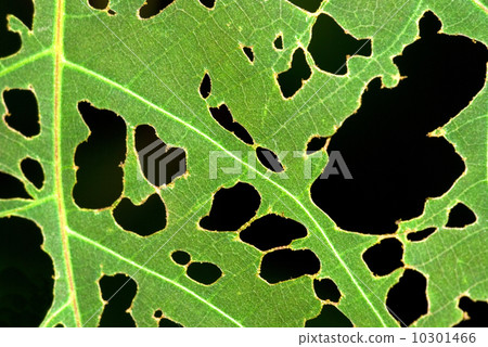 Leaf with holes. Leaf with holes. 10301466