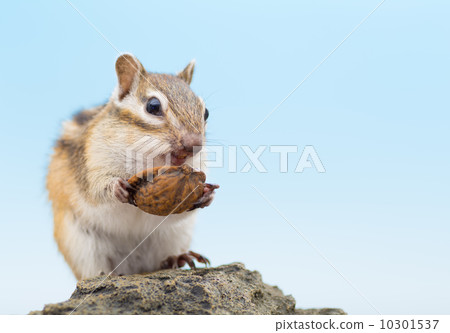 Chipmunks eating the onigurumi Chipmunks eating the onigurumi 10301537