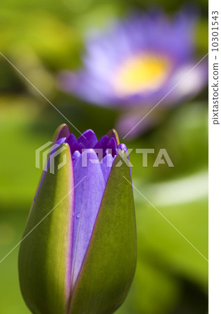 Water lily bud. 10301543