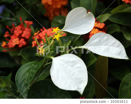 Conlonka Conlonka 10301611