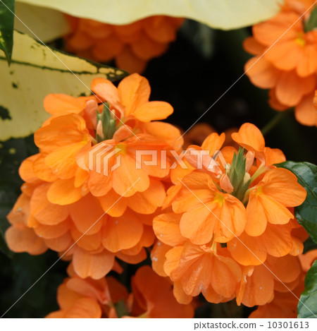 Kurossandora 10301613