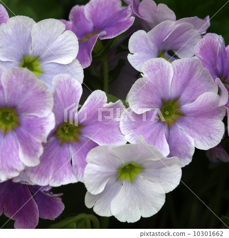 Primula · Obconica Primula · Obconica 10301662