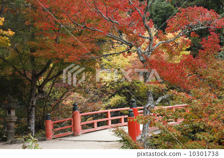 Miyajima of autumn leaves 10301738