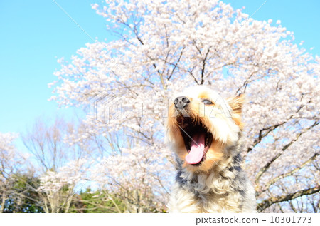 It's in full bloom♪ 10301773