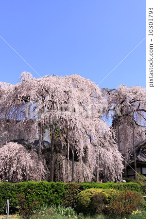 Jiyunji的大米櫻 10301793