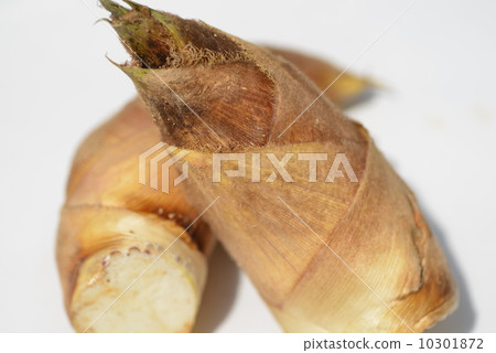 bambooshoot  10301872