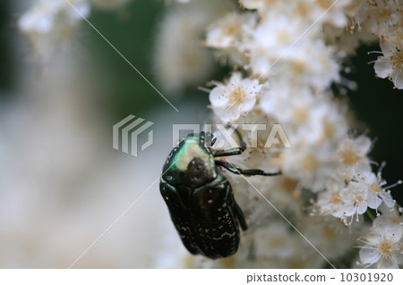 Cilanthene蚱蜢 Cilanthene蚱蜢 10301920