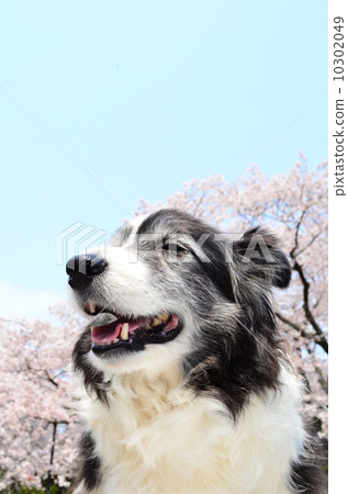 盛開了♪ 10302049