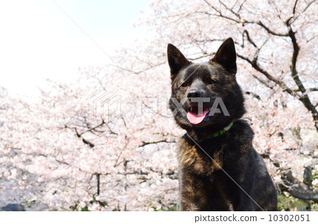 櫻花盛開了♪ 10302051