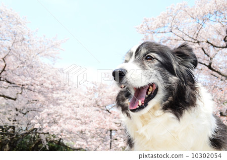 盛開了♪ 10302054