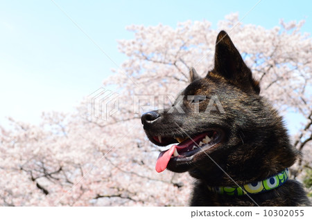 盛開了♪ 10302055