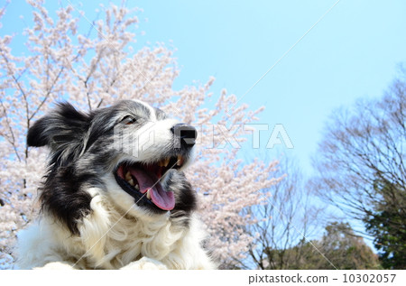 盛開了♪ 盛開了♪ 10302057