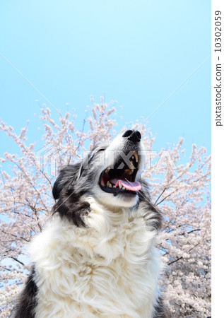 盛開了♪ 10302059