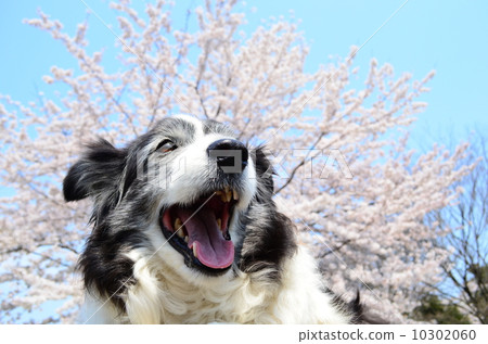 盛開了♪ 盛開了♪ 10302060