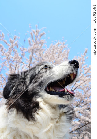 盛開了♪ 盛開了♪ 10302061