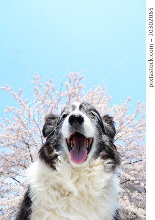 盛開了♪ 10302065