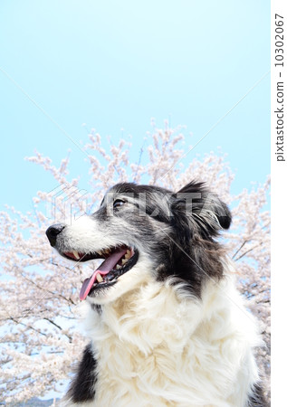 盛開了♪ 10302067