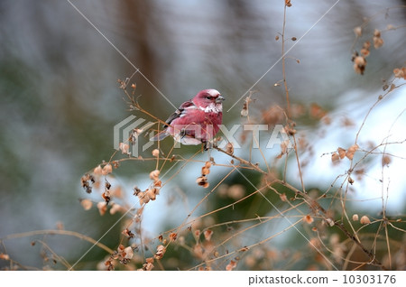 Freshwater fish Freshwater fish 10303176