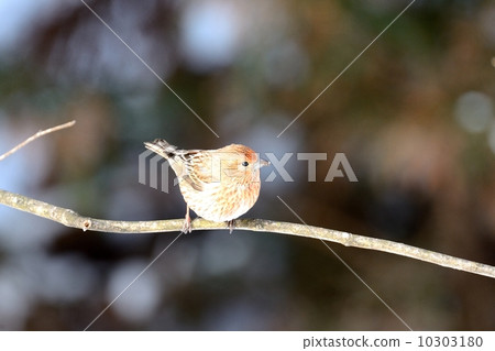 Freshwater fish Freshwater fish 10303180