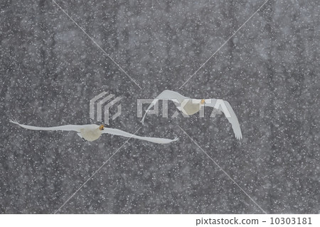 Great swans Great swans 10303181