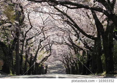 伊豆高原領域櫻花樹 10303352