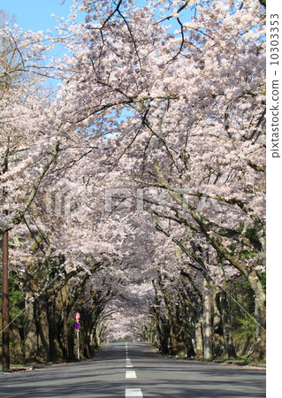 伊豆高原領域櫻花樹 伊豆高原領域櫻花樹 10303353
