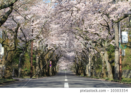 伊豆高原領域櫻花樹 10303354