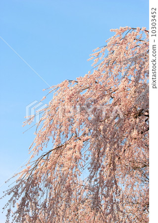 死棕色櫻桃樹 死棕色櫻桃樹 10303452