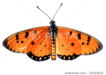 butterfly isolate on white background 10303635