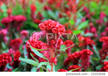 plumed cockscomb 10303698