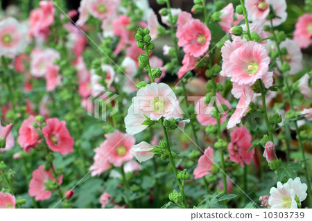 beautiful hollyhock flower or althaea flower 10303739