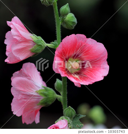 beautiful hollyhock flower or althaea flower 10303743