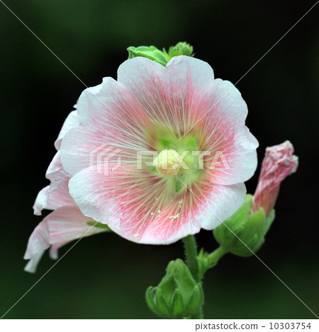 beautiful hollyhock flower or althaea 10303754