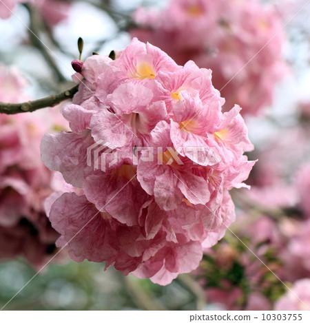 beautiful pink trumpet tree in park beautiful pink trumpet tree in park 10303755