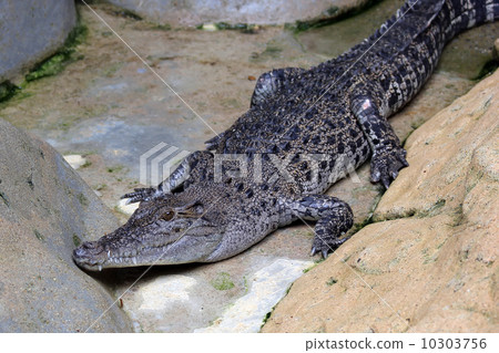 crocodile or alligator crocodile or alligator 10303756