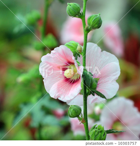beautiful hollyhock flower or althaea 10303757