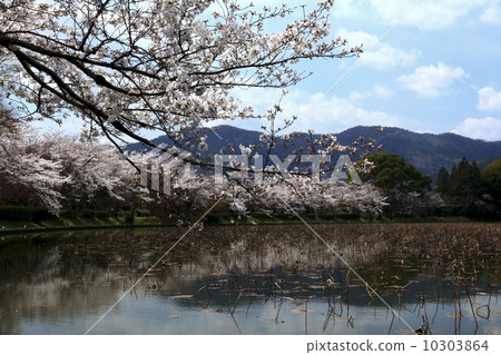 Cherry blossoms at Daimyoji Cherry blossoms at Daimyoji 10303864