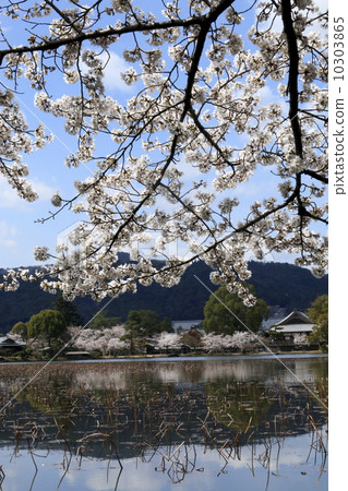 Cherry blossoms at Daimyoji Cherry blossoms at Daimyoji 10303865