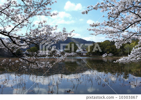 Cherry blossoms at Daimyoji 10303867