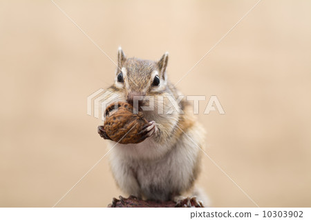 Chipmunks eating the onigurumi Chipmunks eating the onigurumi 10303902