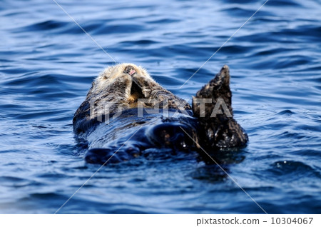 Sea otter 10304067