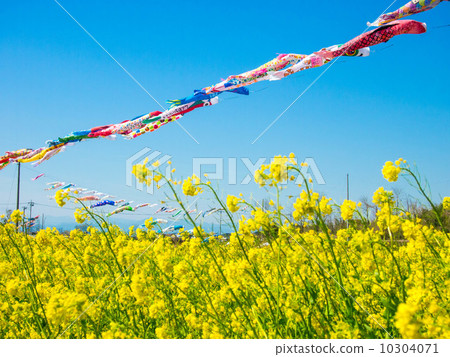 強姦花和鯉魚飄帶 10304071