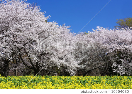 昭和紀念公園櫻花沒有花園 昭和紀念公園櫻花沒有花園 10304080