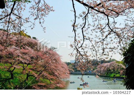 Cherry blossoms at Chidorigafuchi Cherry blossoms at Chidorigafuchi 10304227