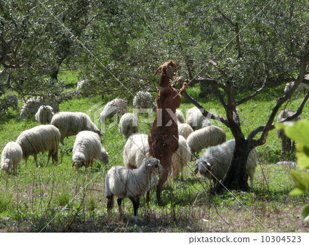 山羊先生,你在幹嘛? 山羊先生,你在幹嘛? 10304523
