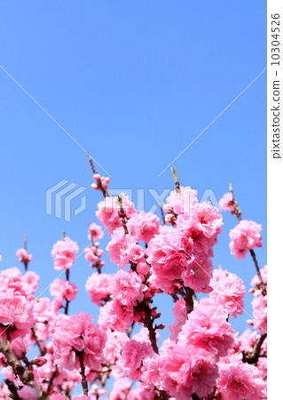 Peach blossom background 10304526