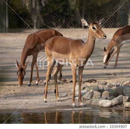 young deer young deer 10304907