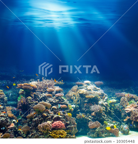 Sea or ocean underwater coral reef snorkeling or diving backgrou Sea or ocean underwater coral reef snorkeling or diving backgrou 10305448
