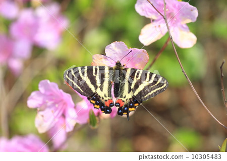 杜鵑花的禮物 10305483